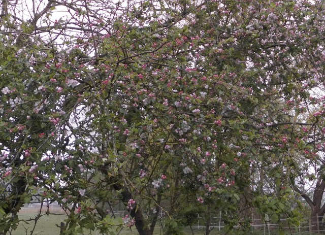 Apfelblüte 29.04.2020 e