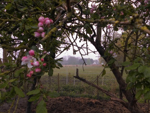 Apfelblüte mit Pferden 29.04.2020