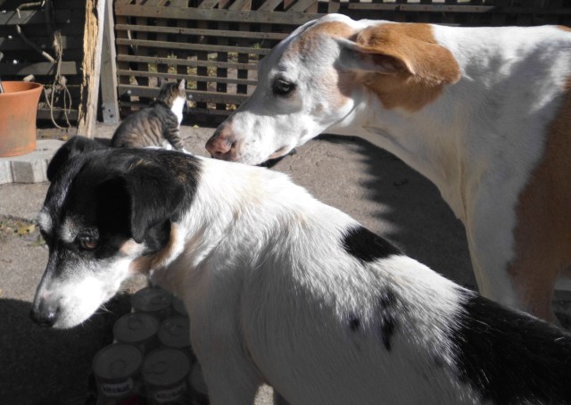 Chica-Campa-30.09.2018-a