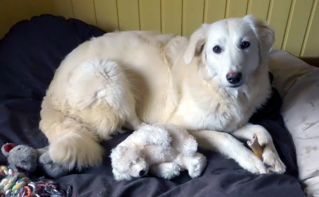 Eisbär-mit Eisbär-24.05.2017 a