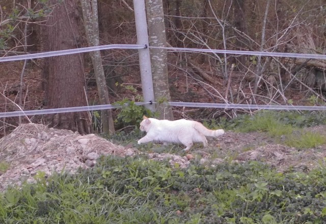 Fremde Katze 17.04.2020 b