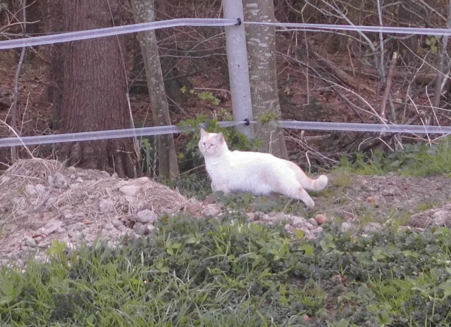 Fremde Katze 17.04.2020 c