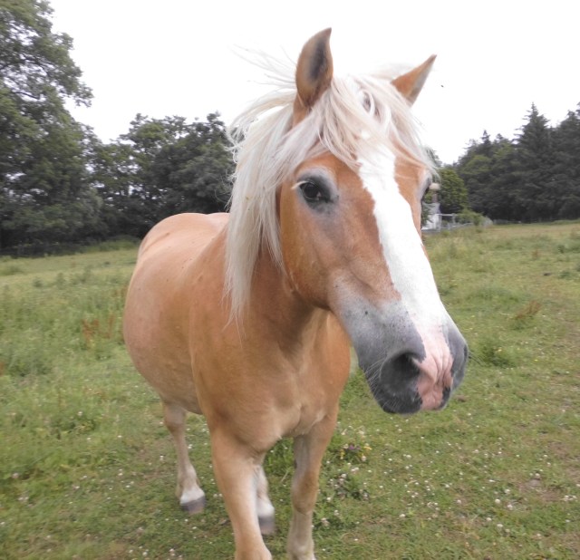 Nielsson 04.07.2019 a