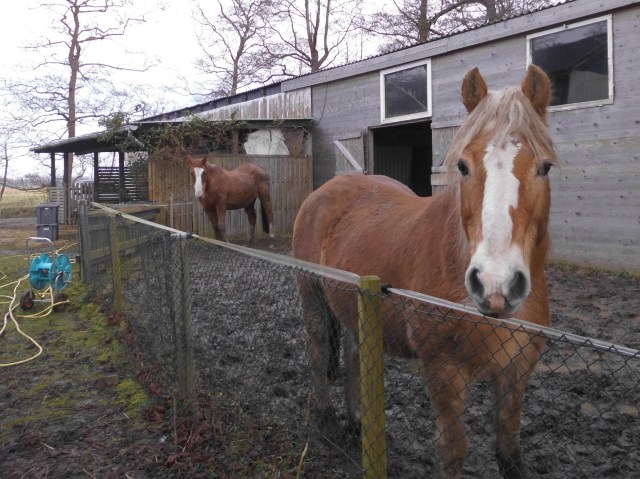Pferde Paddock 20.01.2020 a