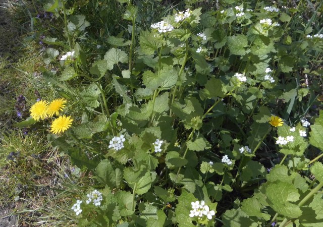 Wildkräuter 25.04.2020 b