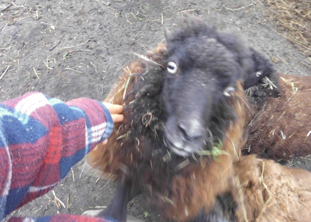 Aufdingliches Schaf 29.04.2020 a