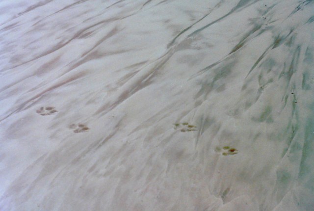 Dänemark Hundespuren im Sand