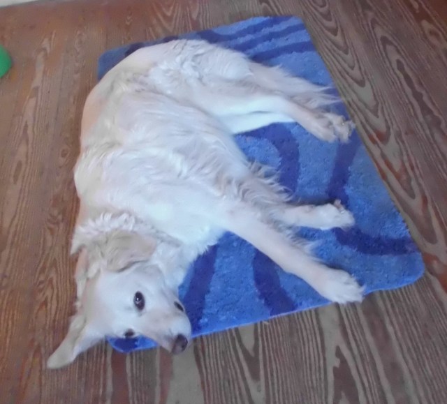 Giada Teppich 20.05.2020 a