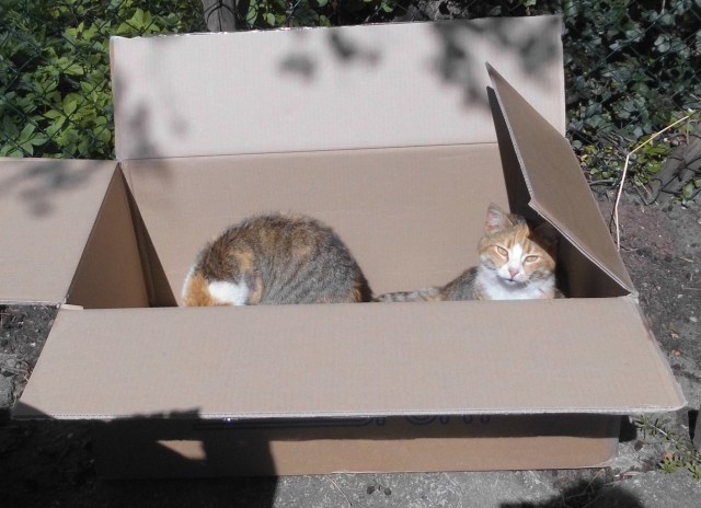 Goldie Face Karton 05.05.2020 a