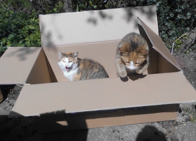 Goldie Face Karton 05.05.2020 b