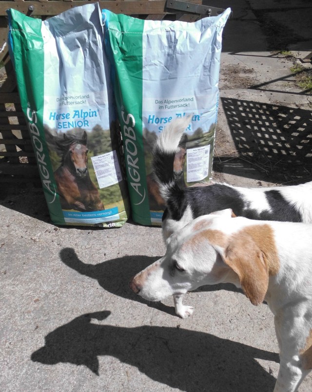 Horse Alpin Senior 2