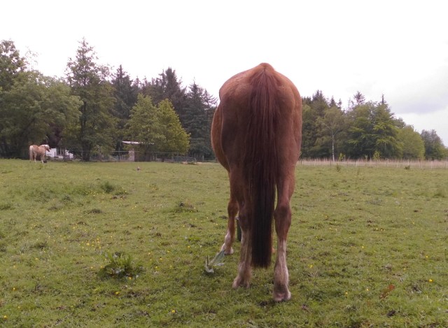 Miranda 24.05.2020 d