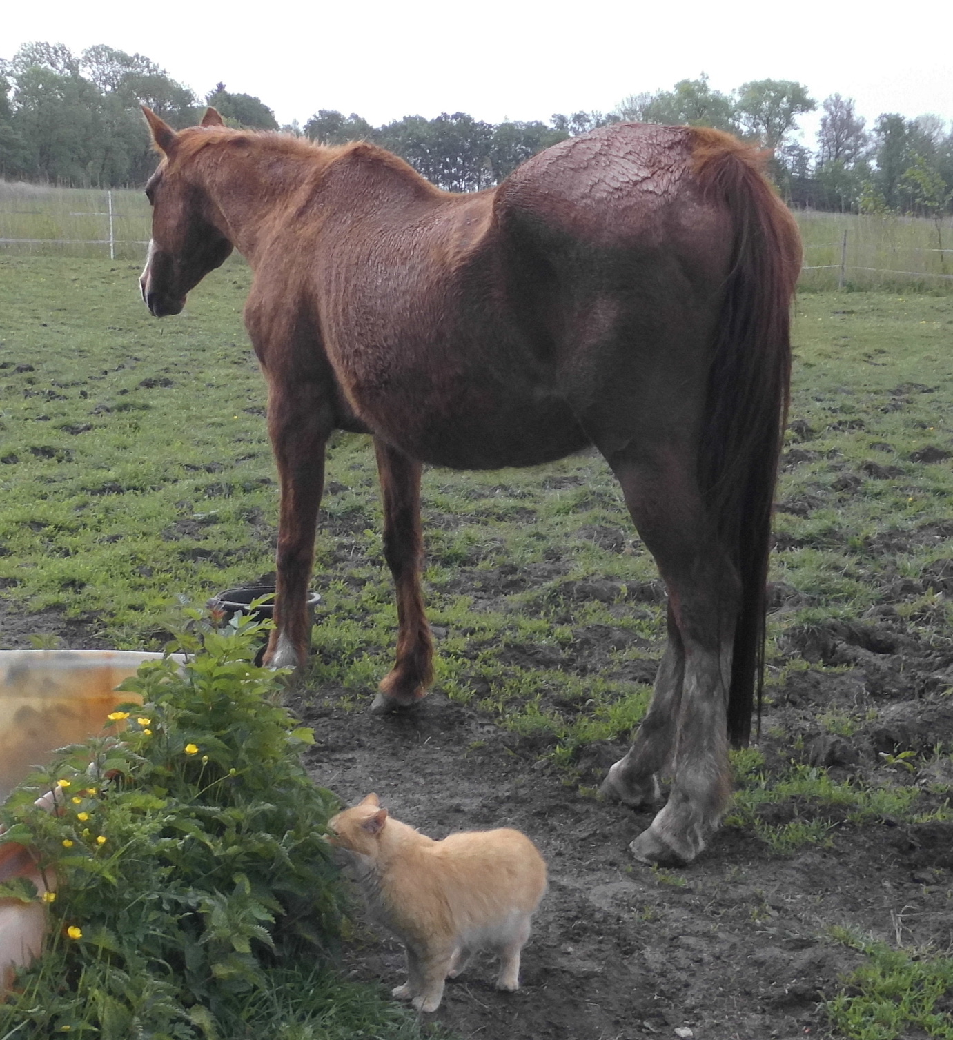 Miranda Ginger 23.05.2020 a