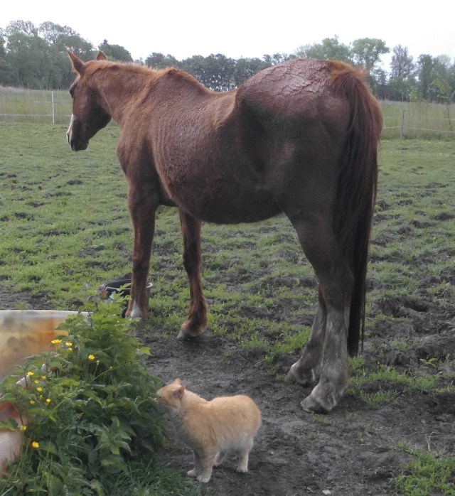 Miranda Ginger 23.05.2020 a