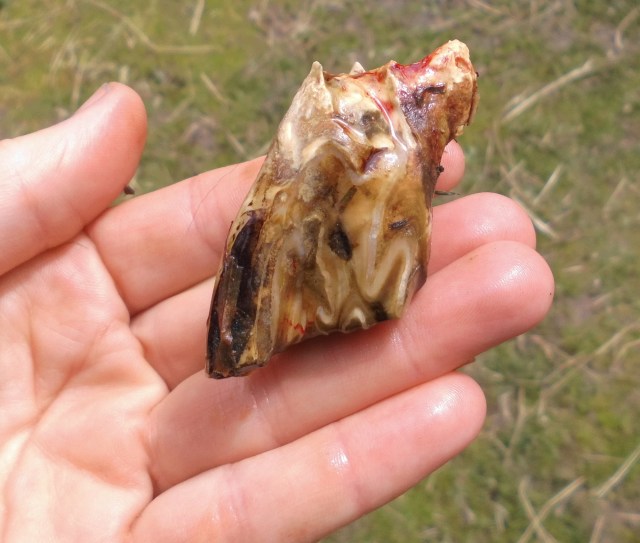 Mirandas Zahn 11.05.2020 c