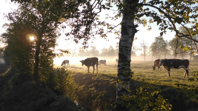 Morgenlicht 06.05.2020 f