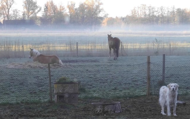 Pferde Morgennebel 06.05.2020 h