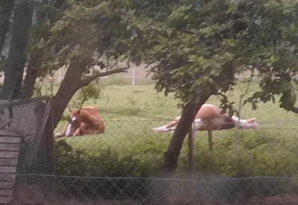 Pferde schlafen 25.05.2020 b