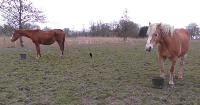 Pferde und Krähe 14.04.2020