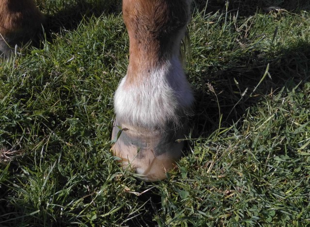 Huf Miranda 06.05.2020 a