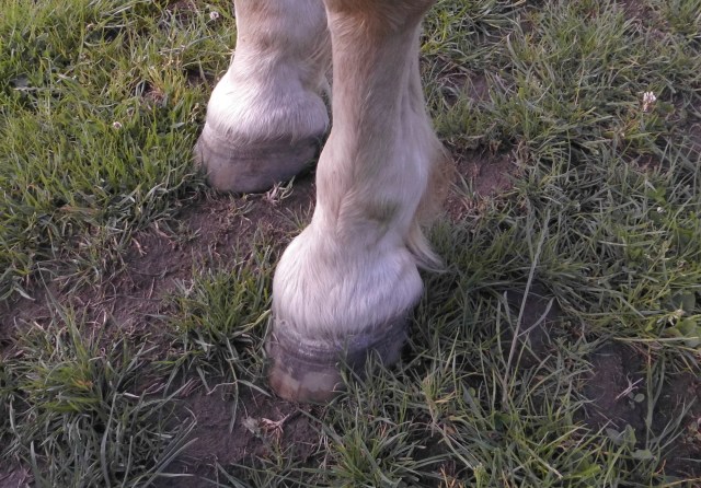 Hufe Nielsson 05.06.2020 a