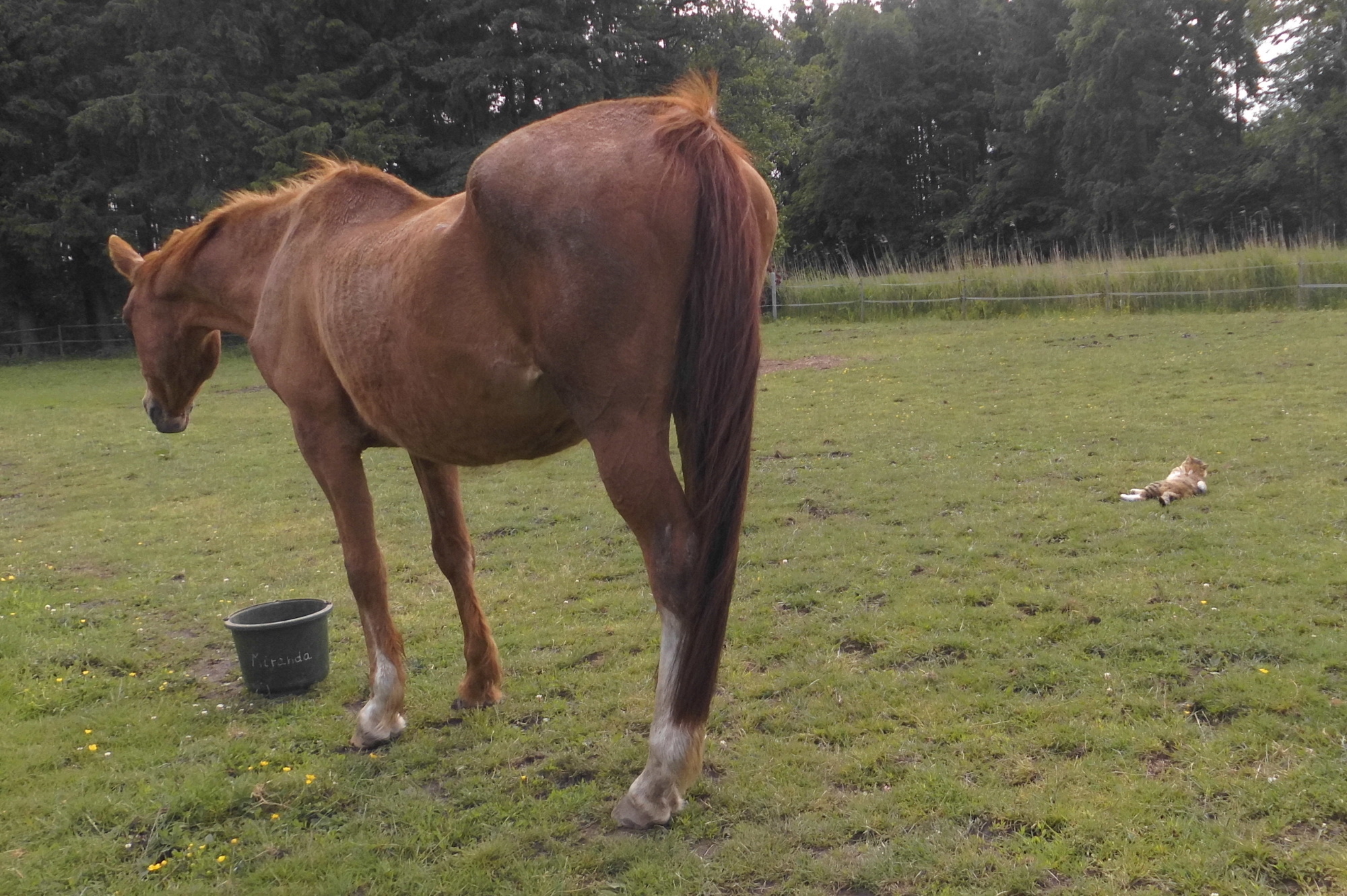 Miranda 07.06.2020 d