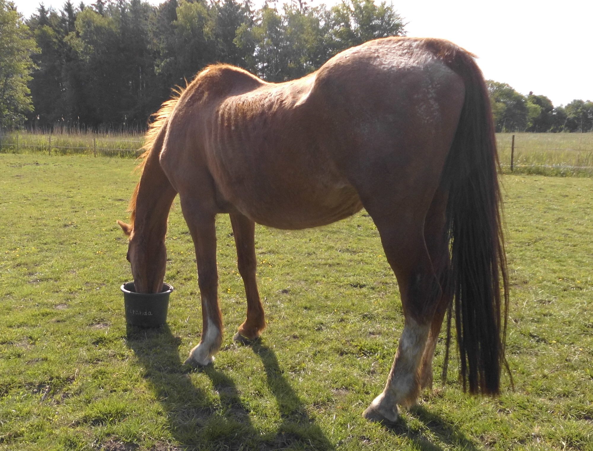 Miranda 31.05.2020 e