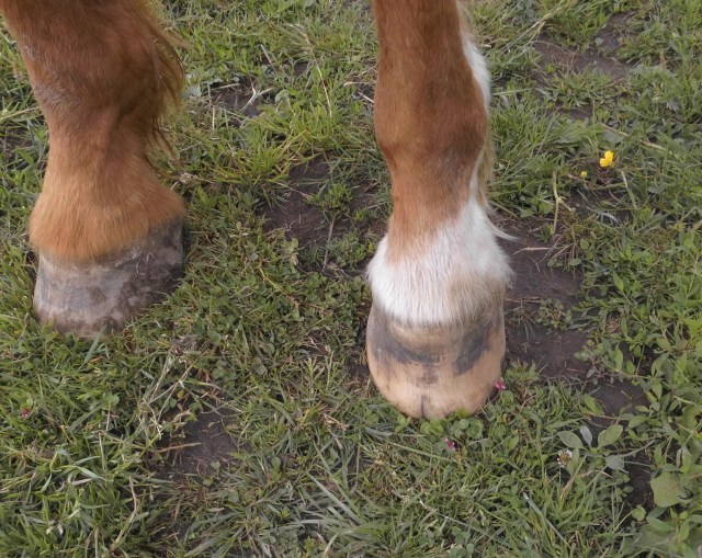 Miranda vorne links 07.06.2020 a