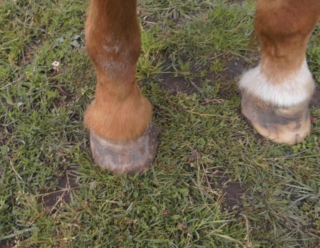 Miranda vorne rechts 07.06.2020 a