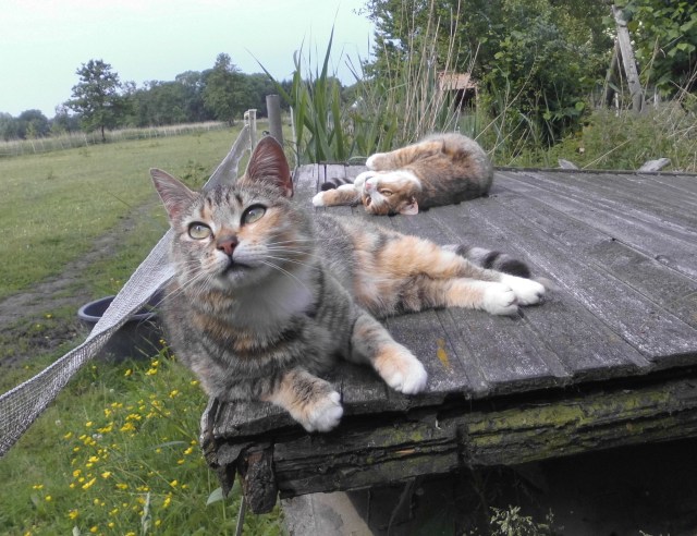 Moni Face 10.06.2020 d