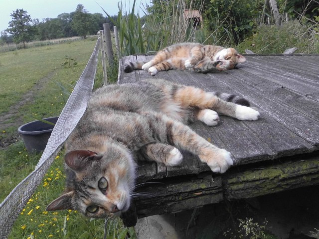 Moni Face 10.06.2020 e