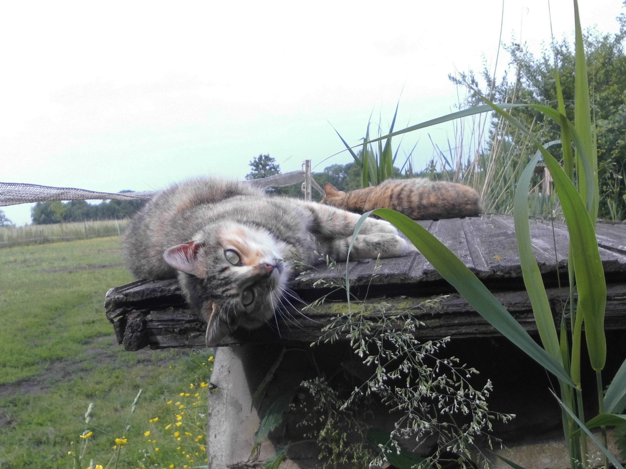 Moni Face 10.06.2020 i