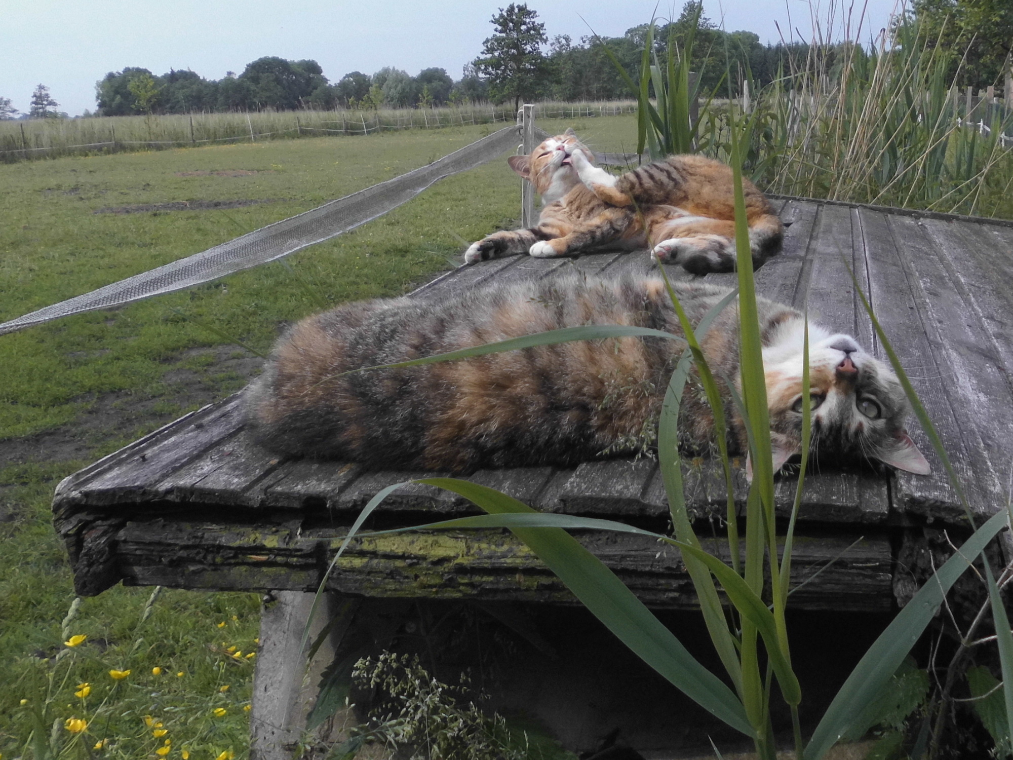 Moni Face 10.06.2020 o