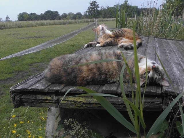 Moni Face 10.06.2020 o