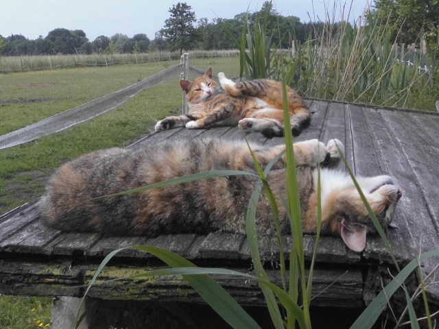 Moni Face 10.06.2020 p