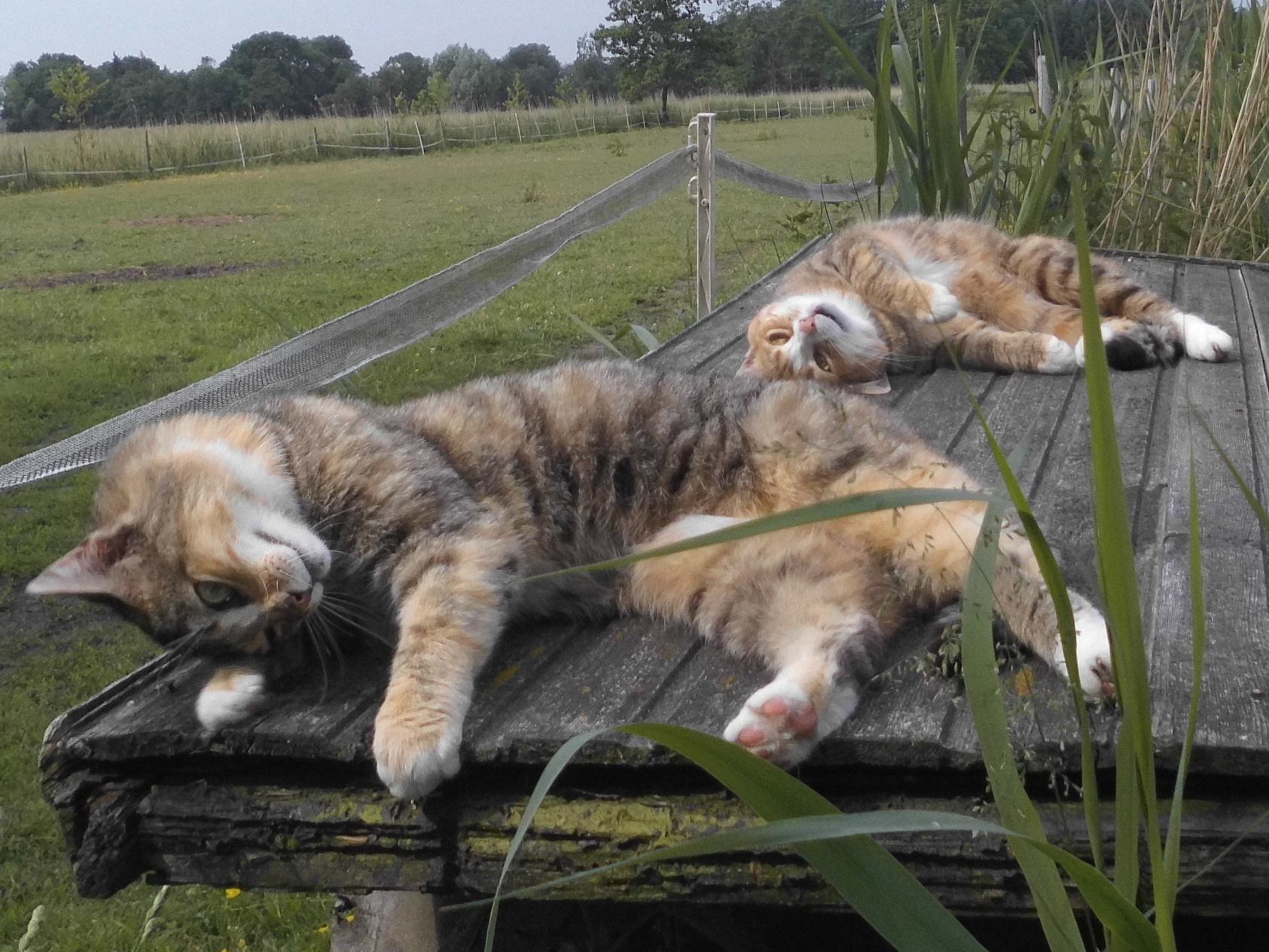 Moni Face 10.06.2020 s