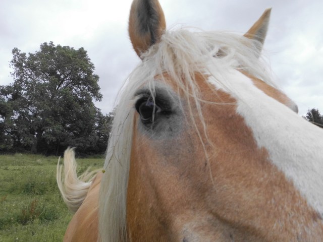 Nielsson 04.07.2019 b