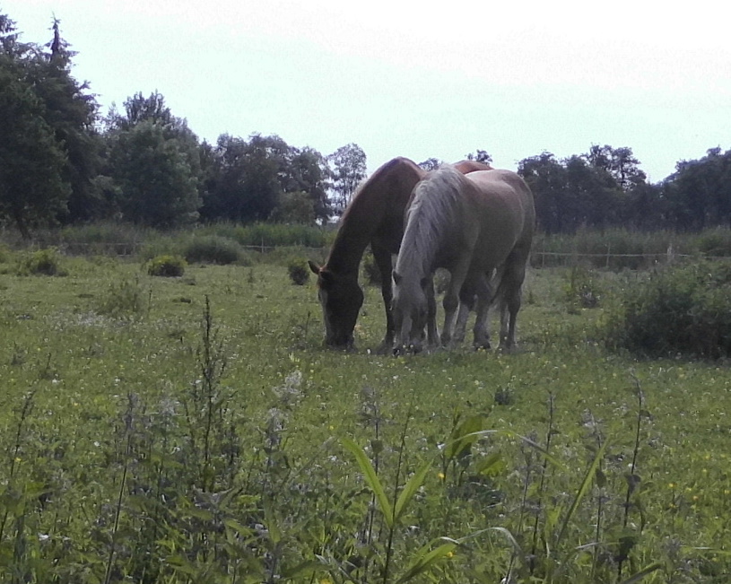 Pferde Weide 16.06.2020 g