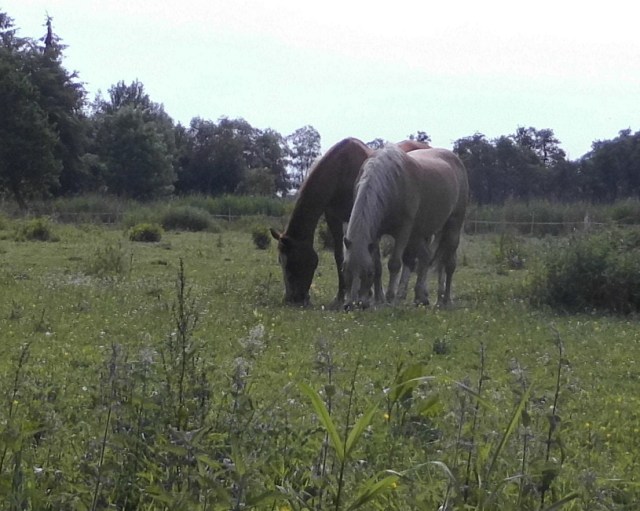 Pferde Weide 16.06.2020 g