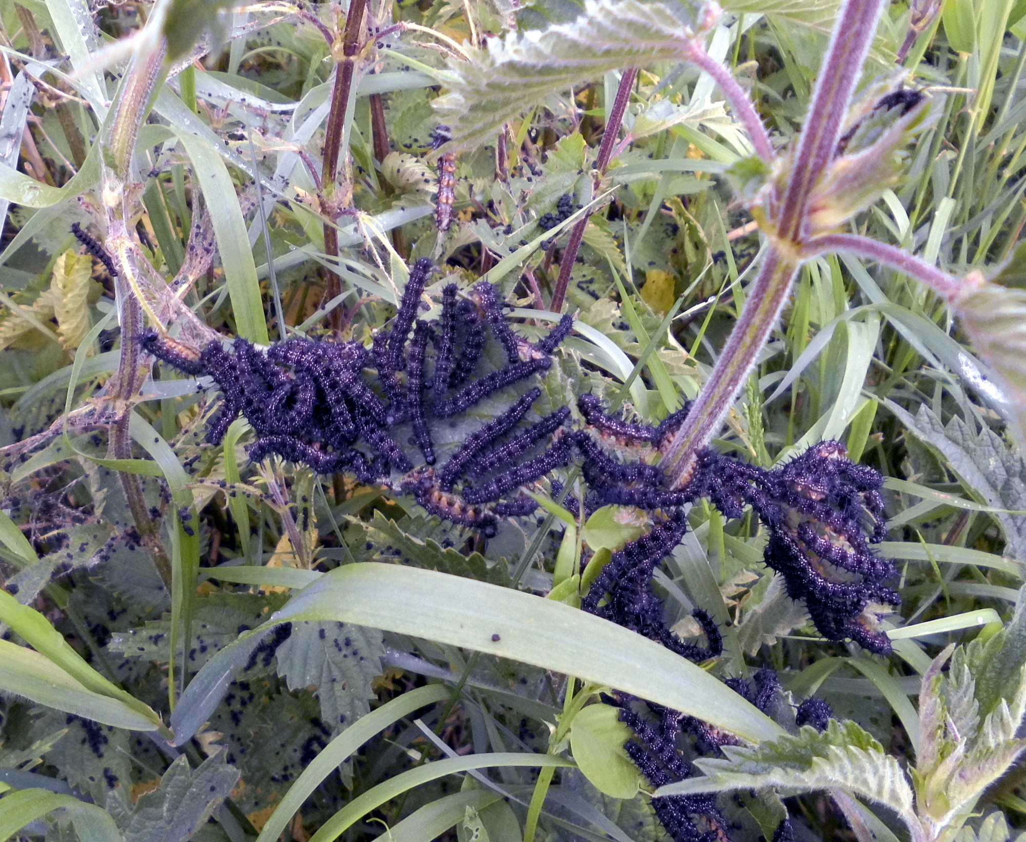 Raupen Tagpfauenauge 10.06.2020 d