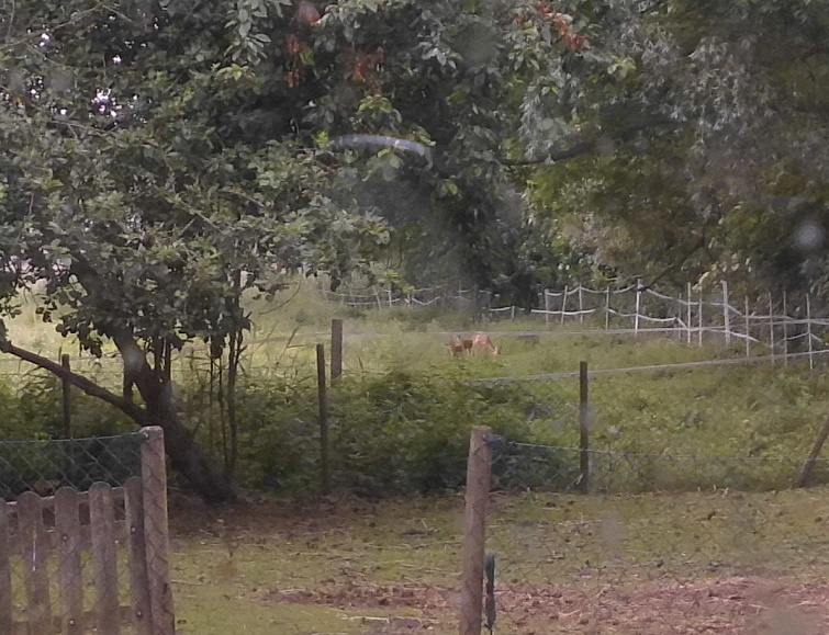 Reh mit Zwillingen 12.06.2020 a