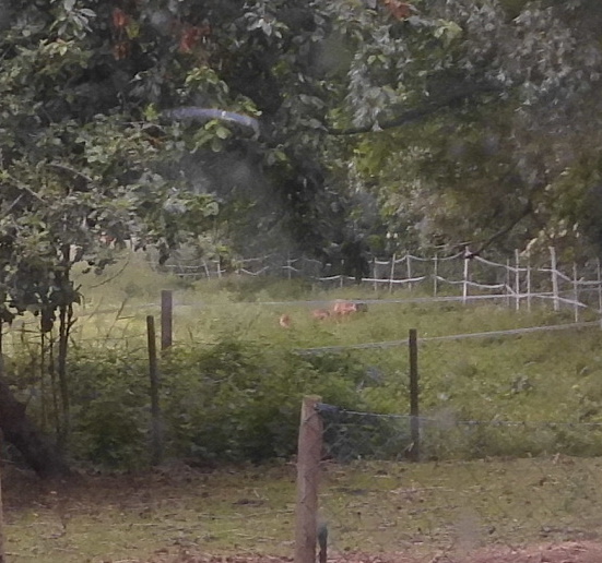 Reh mit Zwillingen 12.06.2020 b