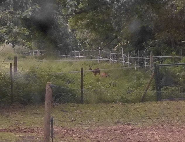 Reh mit Zwillingen 12.06.2020 d