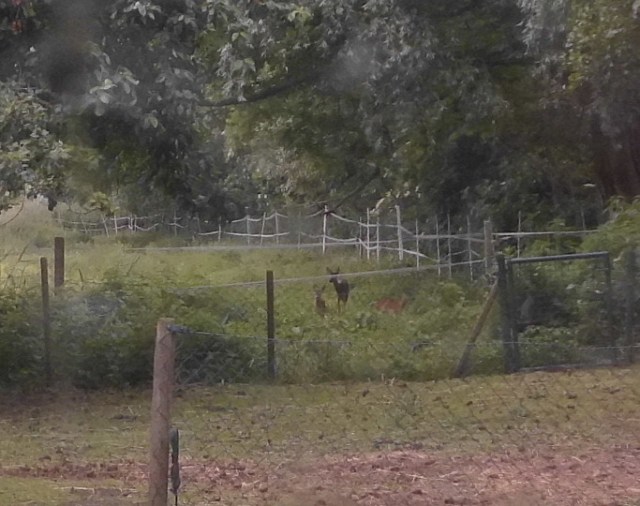 Reh mit Zwillingen 12.06.2020 f