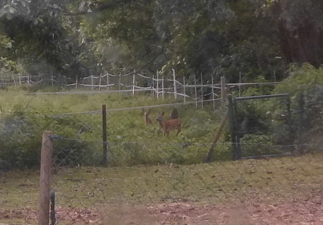 Reh mit Zwillingen 12.06.2020 h