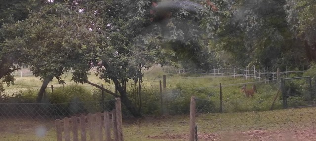 Reh mit Zwillingen 12.06.2020 j