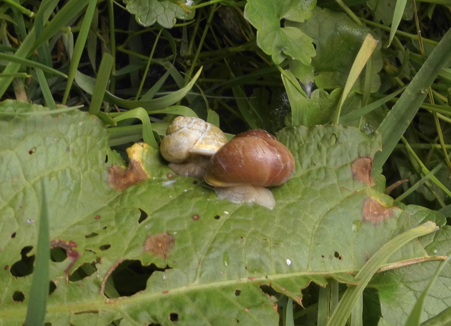 Schneckenhochzeit 16.06.2020 b