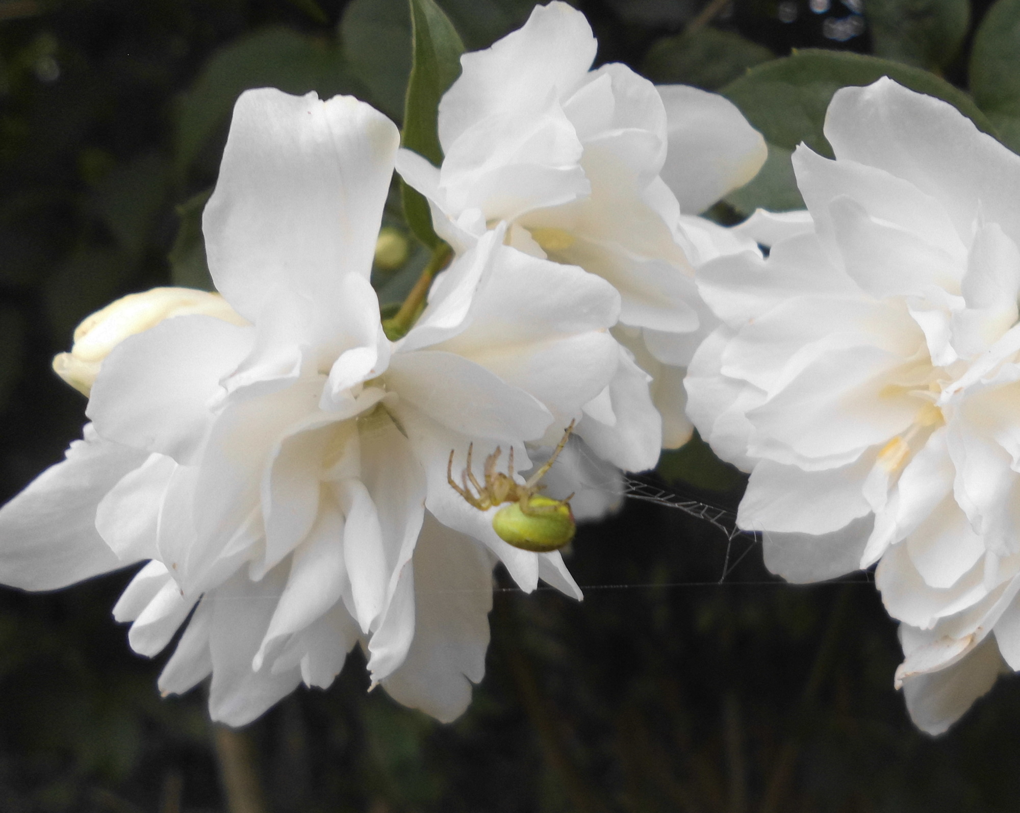 Spinne grün 12.06.2020 d