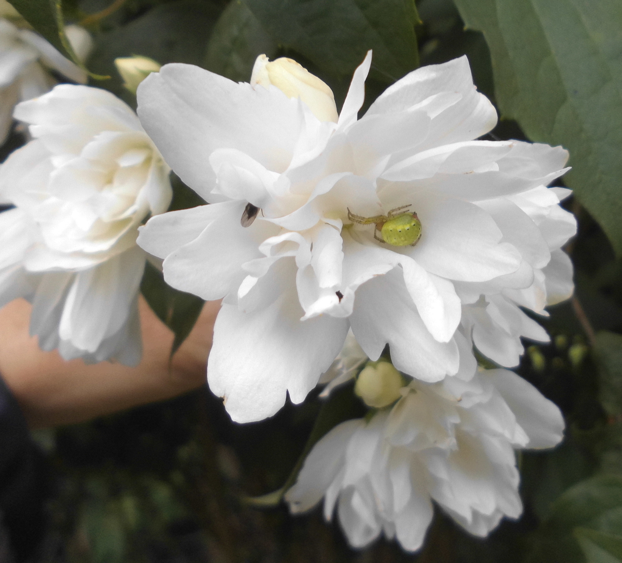 Spinne grün 12.06.2020 f