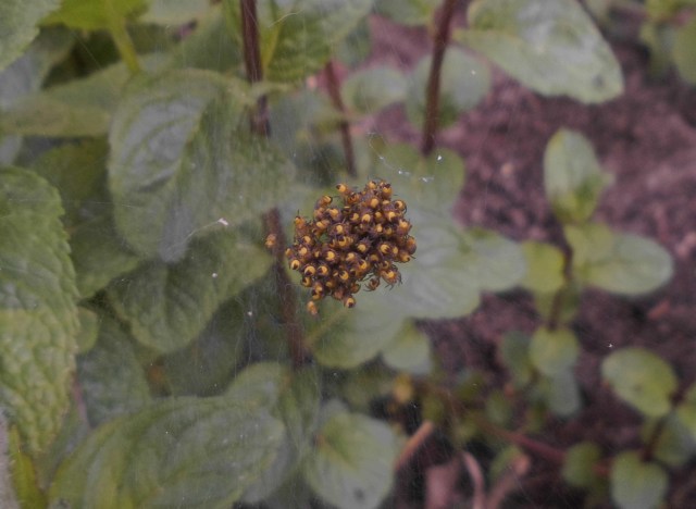 Spinnen-Nest 20.05.2020 a